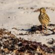 Pipit farlouse